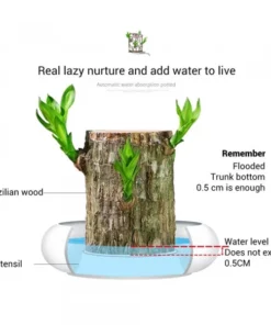 Groot Lucky Brazilwood Hydroponic Plant