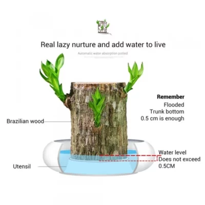 Groot Lucky Brazilwood Hydroponic Plant