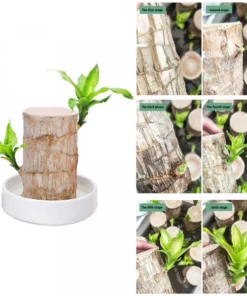 Groot Lucky Brazilwood Hydroponic Plant