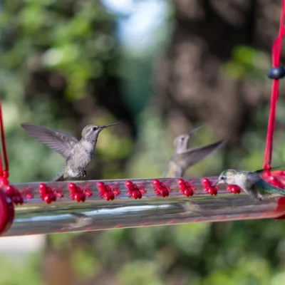 Leak-Proof Hummingbird Water Feeder