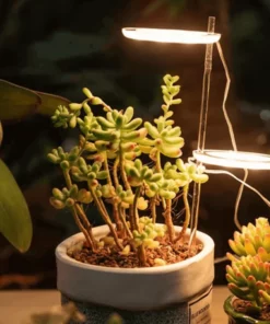 Angel Ring Plant Light