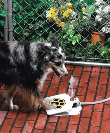 Dog Water Fountain