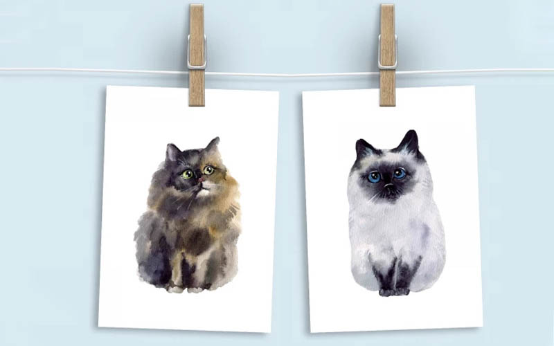 Inexpensive Gifts For Cat Lovers